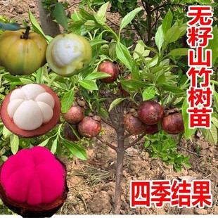 �M��̩���o��ɽ����ɽ�������������Ե��Ԯ���Y���ϱ����Nֲ