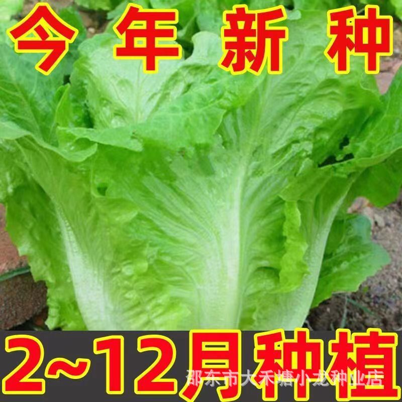Italian Lettuce Seeds, Bolting-Resistant Seeds, Balcony-Specific Four-Season Sowing Vegetables, Organic Lettuce Seeds That Can Be Eaten Raw