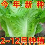 意大利生菜种子耐抽苔种籽阳台专用四季播蔬菜可生吃有机生菜种籽