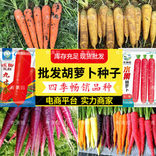水果胡萝卜种子甜脆嫣红胡萝卜种子红萝卜耐热耐寒子四季蔬菜种子