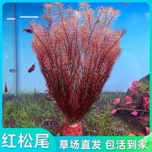 �t��βˮ��ֲ������~��ˮ���쾰�~�ݸ׾Gֲ���֑����B�~�󾰲�