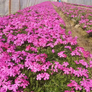 ����������ţ��ײ�֦�ѻ��ش���ʯ���~�������ٸ�20����