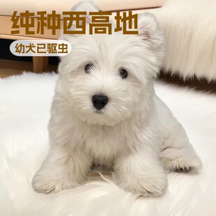 ���N���ߵ�Ȯ��Ȯ���wܛë��ë���ߵذ׹����̼��B���ﹷ���ߵ�Ȯ