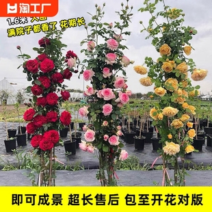 1.6m Large Seedlings Rose Seedlings Vine Rose Flower Climbing Plant All Year Round Blooming Florals Potted Roses Balcony Planting Tang