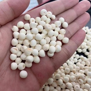 ������ �͌�500gȥƤ �����͌� ���K�� ���� �o����؛ȥ/����Ҝ�