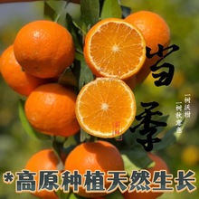 �V���ָ����r��ժ�������lƤ����֭�ָ����r�����̳��|�ρ��R����