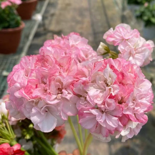 Double Geranium Potted Flower Seedlings Bloom in All Seasons and Are Continuously Hydrangea Seedlings with Buds