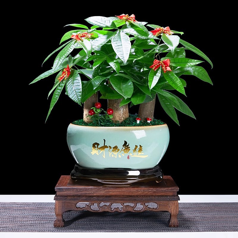 Money Tree Potted Stump to Attract Wealth, Indoor Large Green Plant, Opening Gift, Front Desk Large Money Tree, Evergreen All Year Round