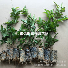 ~ţ缚~|NֲţY쎧~߮a