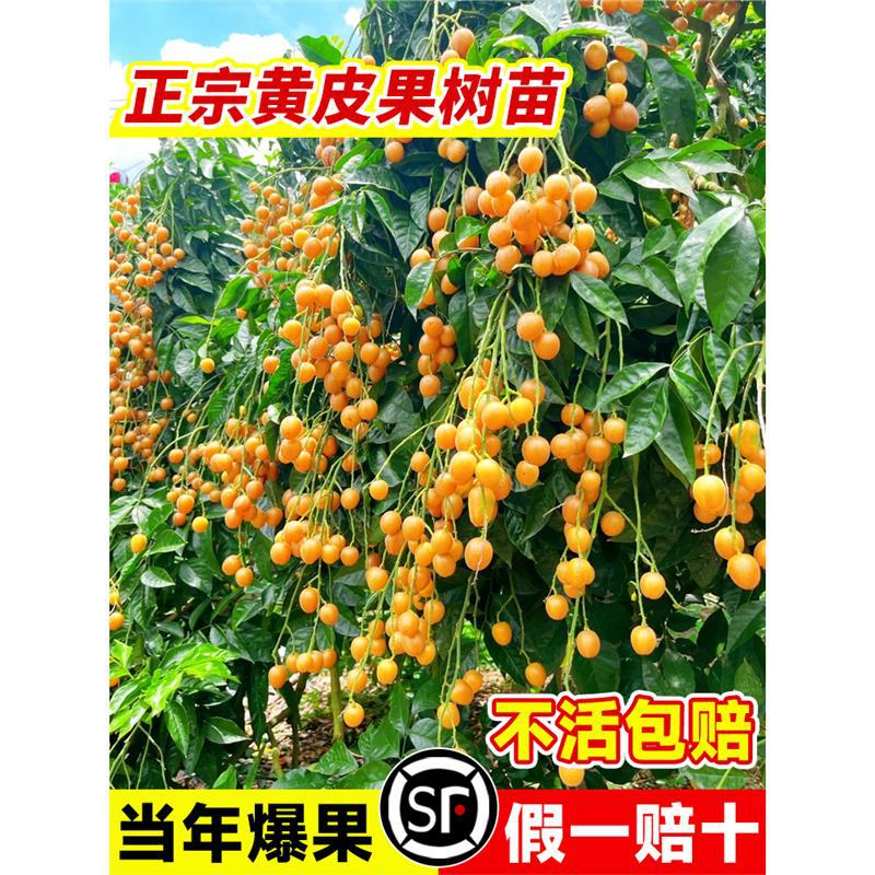 广西鸡心黄皮果树果苗嫁接黄皮树苗无核南方庭院黑金紫肉黄皮大苗