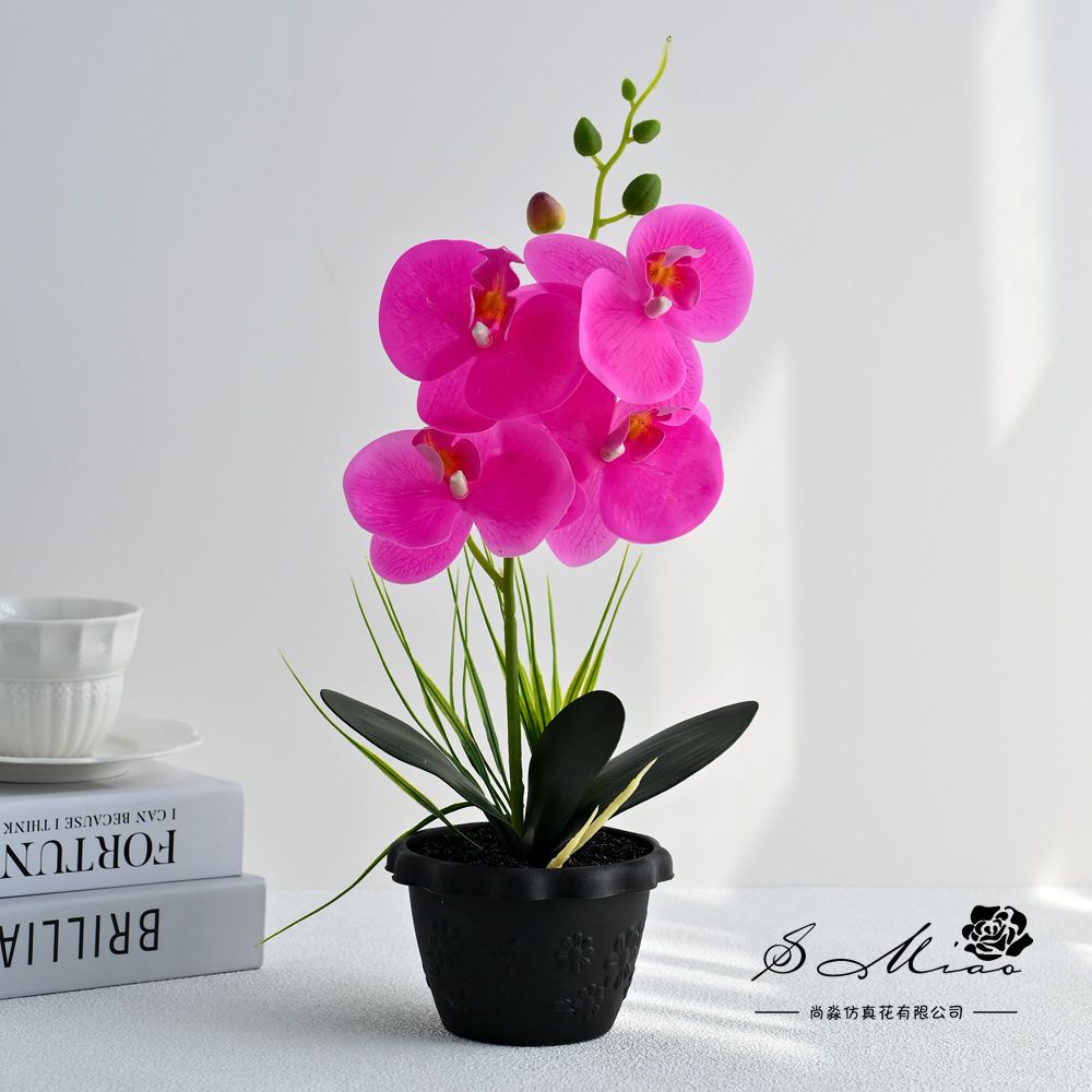 2498508 Big Four Flor Touch Butterfly Orchid Bonsai (pot de plástico)