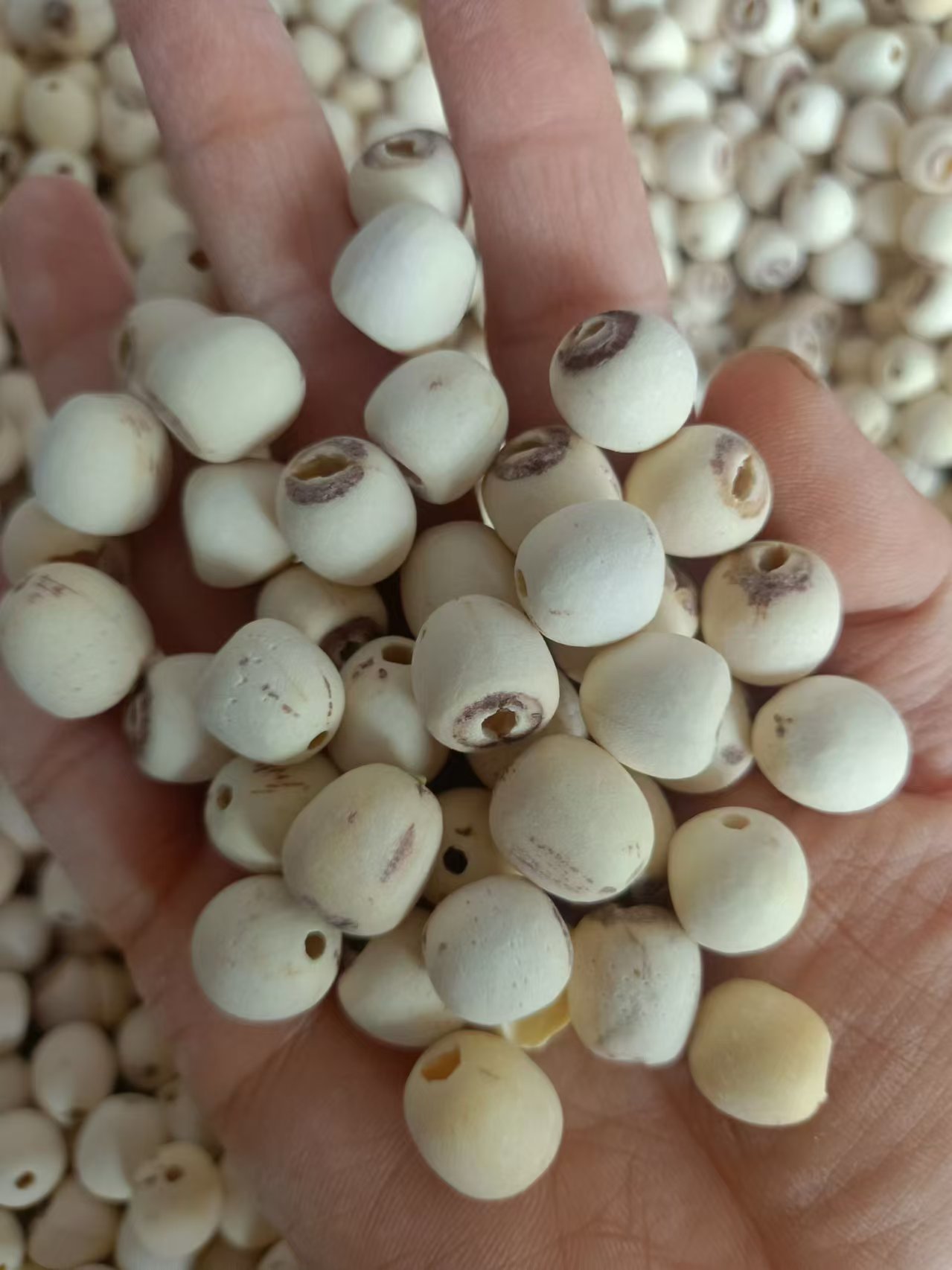 Hunan Peeled White Lotus Seeds Lian Zi 500g Sulphur-Free Core-Removed Food and Herb Use specifications