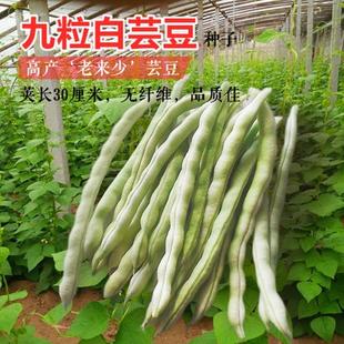 Old, Young, White and Ageless, Nine-Capsules White Kidney Bean Seeds, Bean Seeds, Bean Seeds, Vegetables, Four-Season Cold and Heat Resistance, Free Shipping