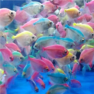 中型魚圖片 海量高清中型魚圖片大全 阿里巴巴