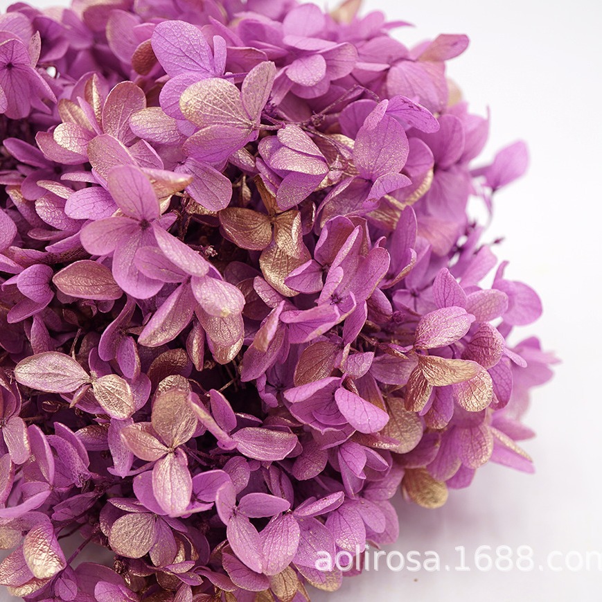 Grado A gradiente de madera Hortensia gradiente Hortensia flor eterna unicornio flor seca Hortensia flor eterna al por mayor
