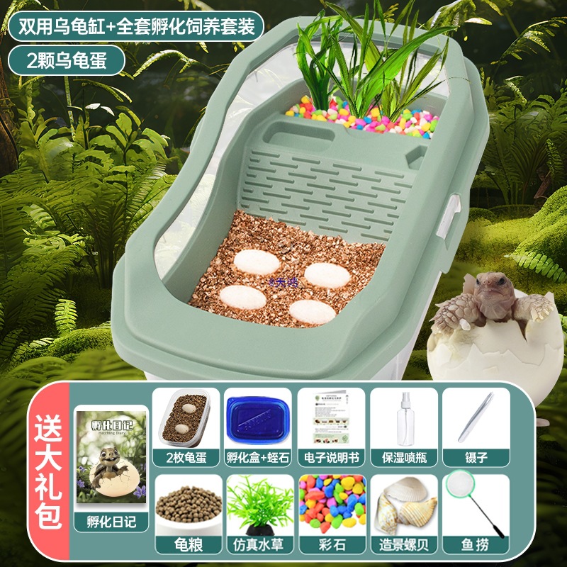 乌龟孵化箱仓可孵化乌龟蛋套装活物适合养的小宠物儿童家养易存活