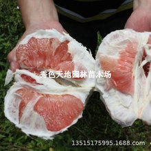 �������t���֘���t���������Ϫƽ�����t������t��������޽���