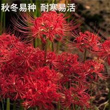 �˰����N�����w����ɳ�A������ɳ�Aʯ��N������ͥԺ�҃��ͺ��ļ�