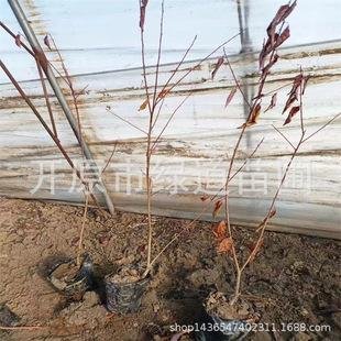 �|���ͺ��t�~���@���^�p��֦�t�~��������͘���Ǥ��С��