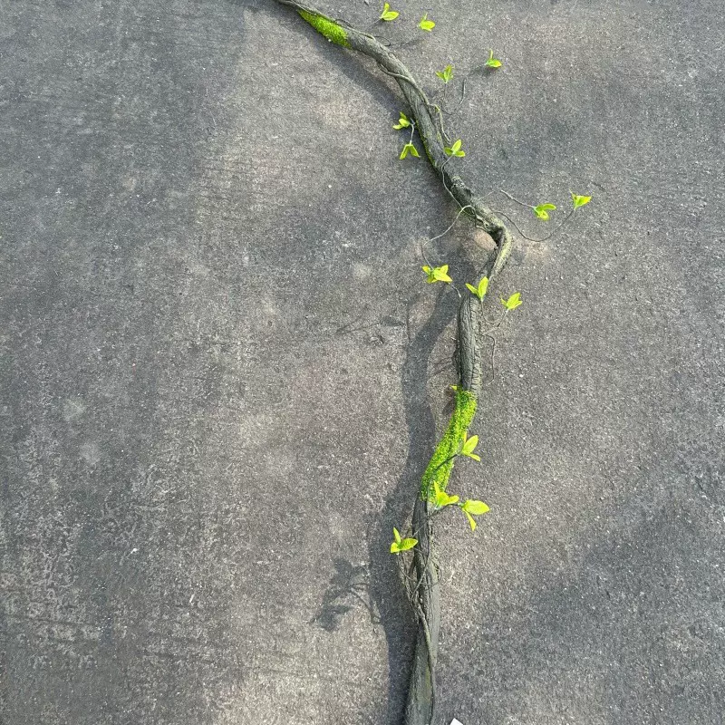 仿真长枯藤 干藤造景藤条 商场仿真植物墙绿植墙园林景观雨林装饰