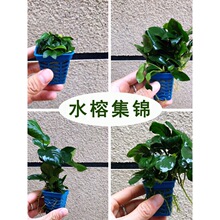 ĵ������Сˮ������ˮ��/����˹��/ˮ���~�ɶ�ֲ����ˮ���~���쾰