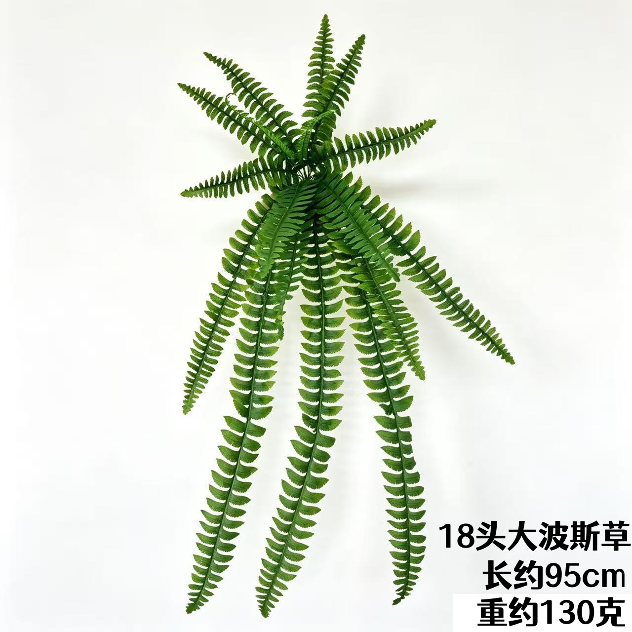 ペルシャ草 18 頭 (95cm)