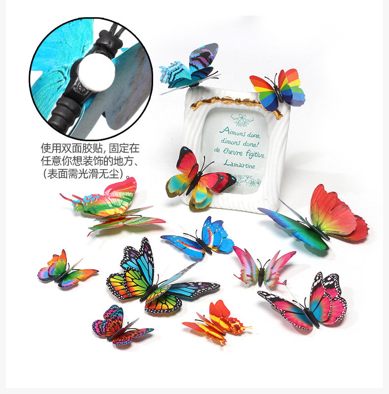 12只彩虹套装蝴蝶详情_07