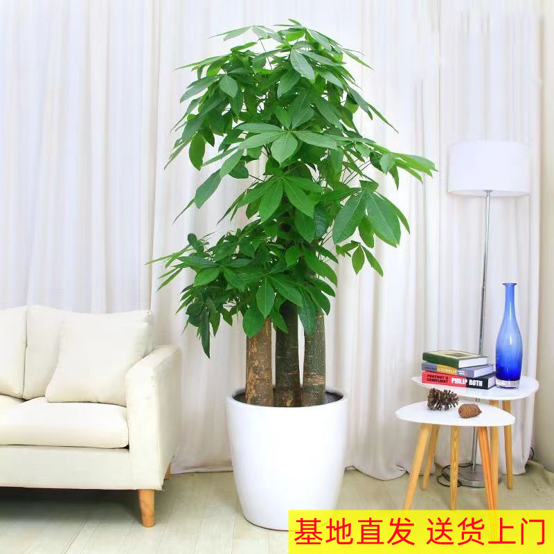 Three-Pole Step-By-Step Money Tree Braid Single-Pole Money Tree Potted Plant Wholesale Large Green Plants Florals Living Room Plants