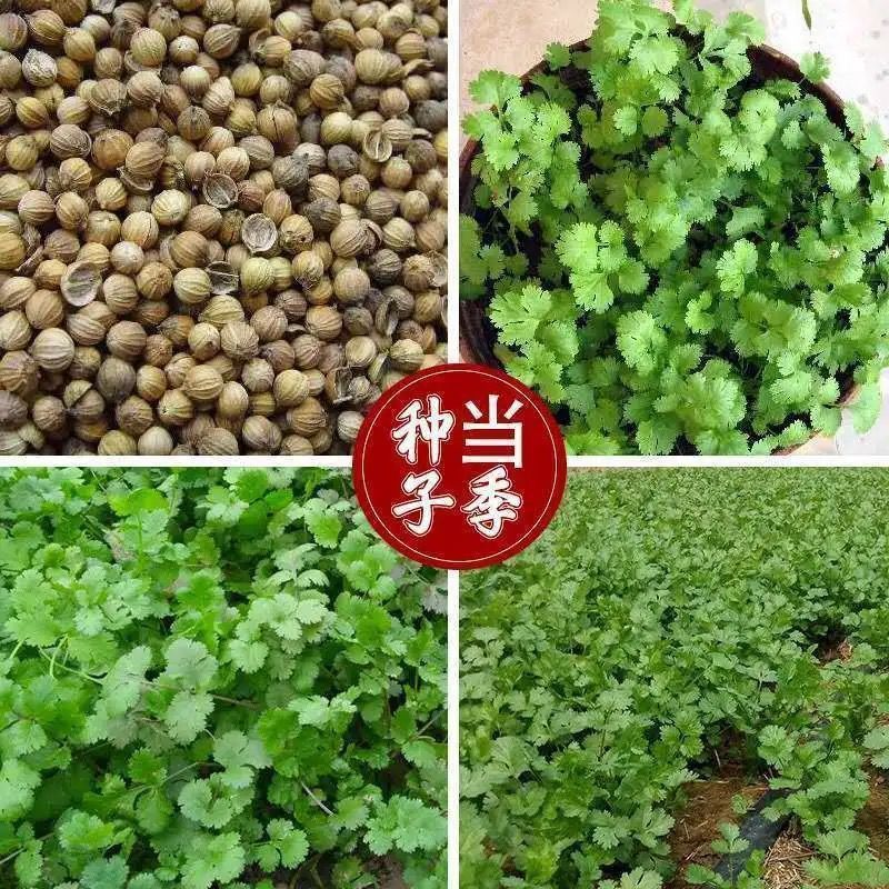 【四季香菜种子】泰国耐热阳台盆栽菜园蔬菜种子大叶香菜种籽香菜阿里巴巴