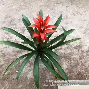 �����t���������\���^�҃Ⱥ��Bˮ��ֲ���P�滨�k���ҿ͏d�_���Gֲ
