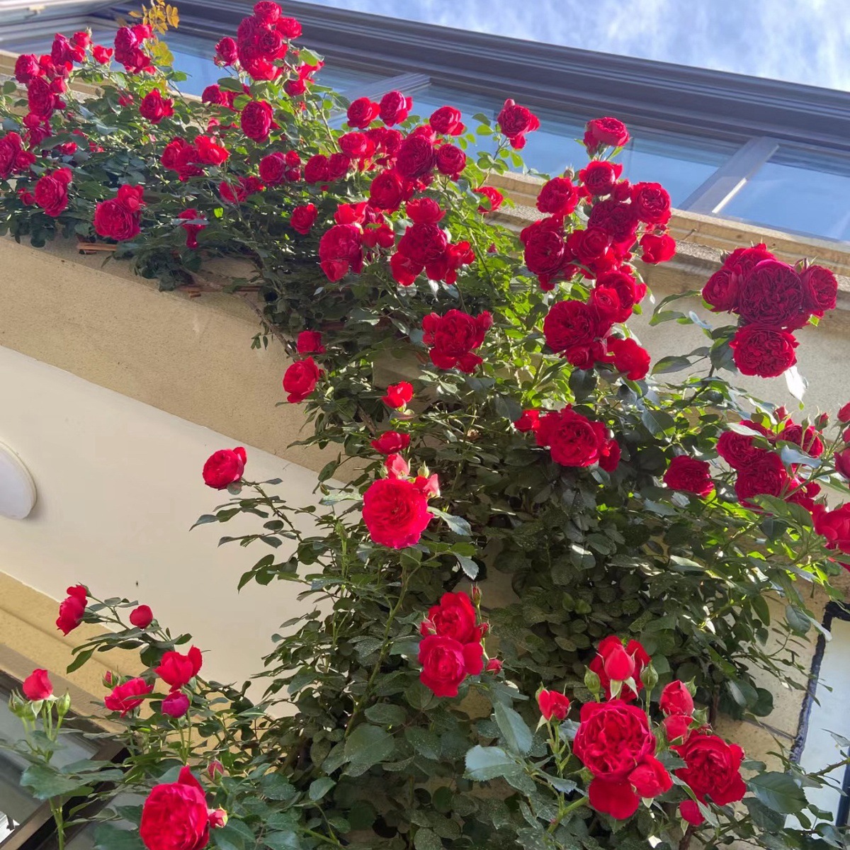 티나 [덩굴꽃의 은은한 향기] 작은 모종