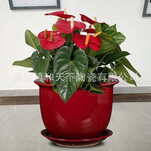 ������մɻ��� �ߙn�͏d�����Gֲ���� �lؔ���Ѵ�׻��莧��ˮ�P