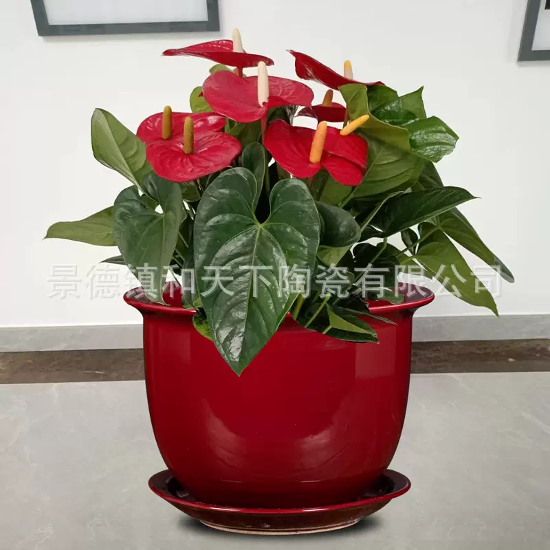 陶瓷花盆红色大口径蝴蝶兰专用盆套盆轻奢简约白色兰花盆家用绿萝