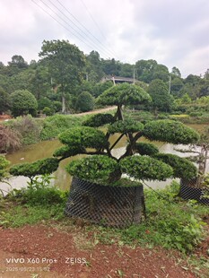 ���l�_�h�� ���������_�h���辰 �e��ͥԺ�G����ľ ��ϵ�l�_���_