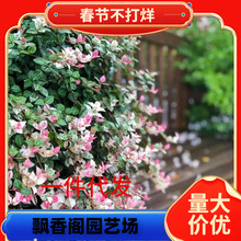 一件代发花叶络石阳台盆栽庭院好养植物五彩花卉室内彩叶垂吊黄金