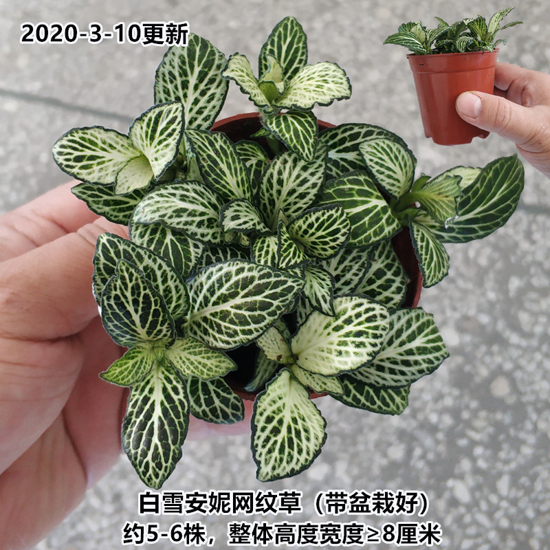 (화분으로) 백설 공주 애니 망상