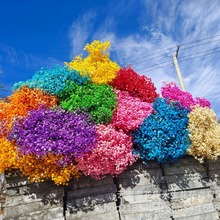 云南直发 永生花满天星干花 染色满天星干花材400g大束满天星