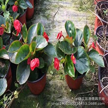 ĴľزĕrܸܶNľļĻL