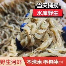 李芹活鱼 批发商用新鲜小河虾 香酥河虾原料淡水河虾包邮速冻河虾