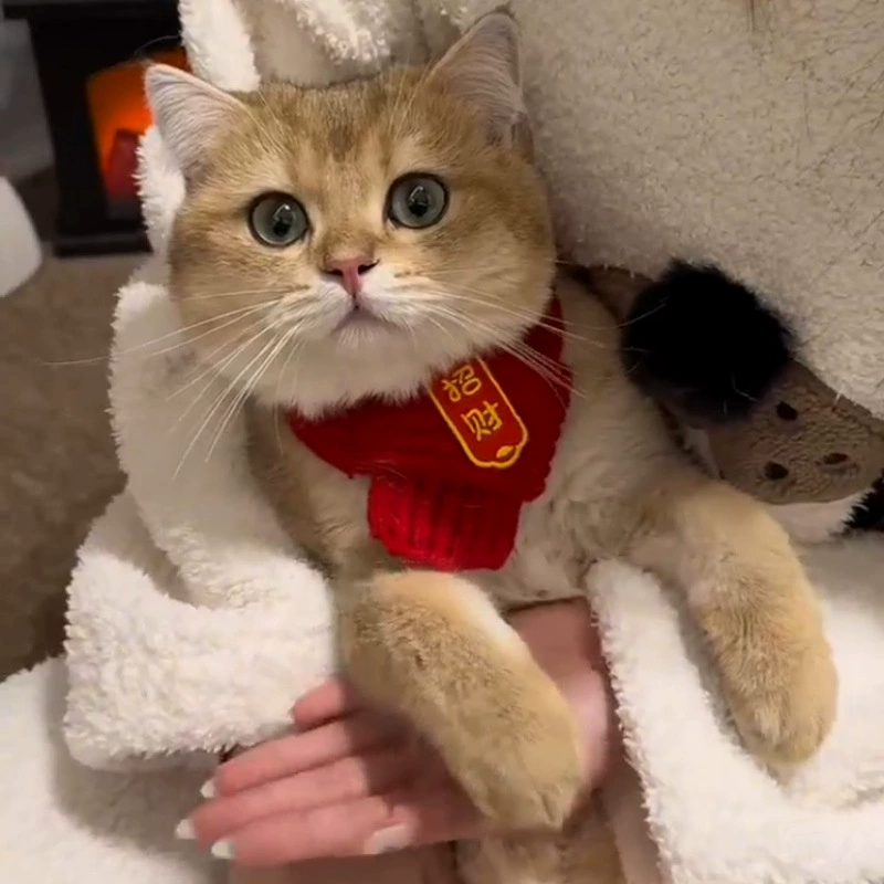 [Китайский стиль] Кошка и собака домашнее животное нагрудник вязать теплый красный шарф