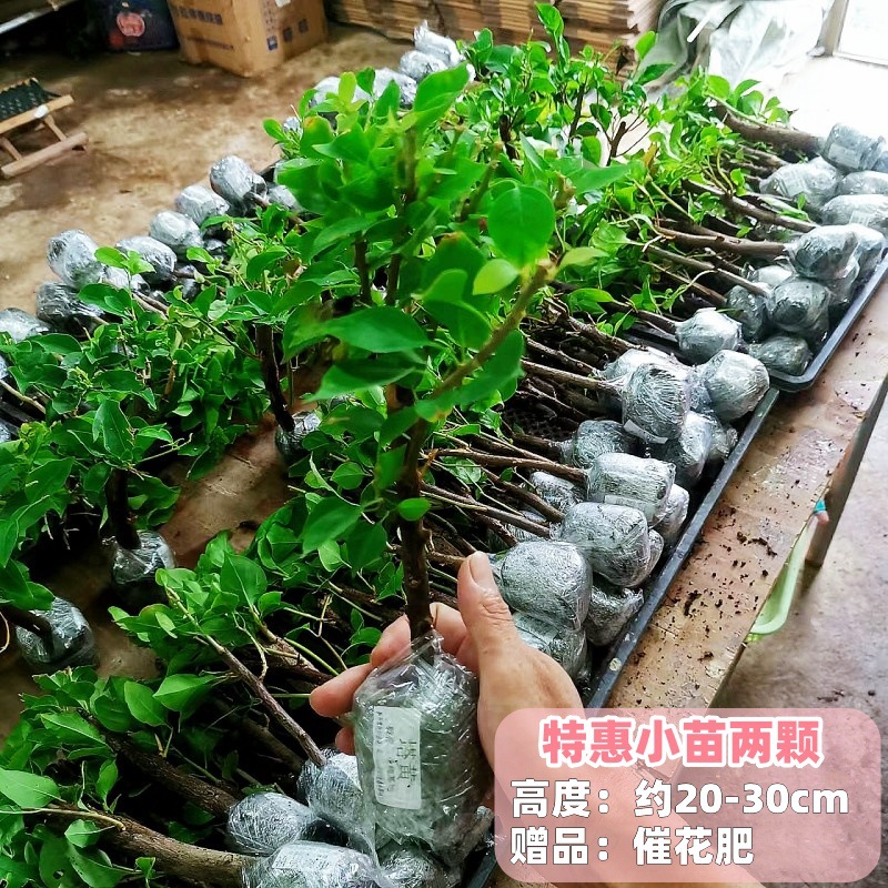 특별 제공 묘목: 부겐빌레아 묘목 2개 + 비료