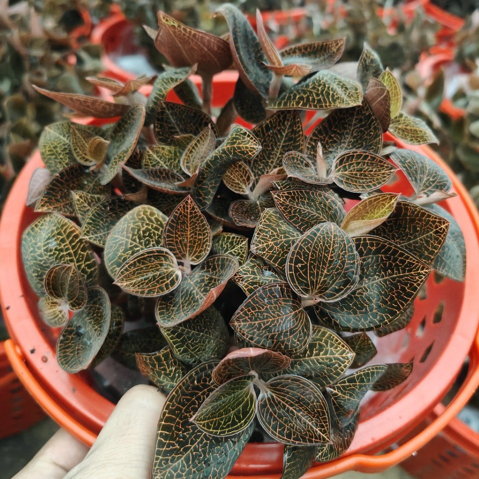 南靖本地红霞金线莲礼篮 种植鲜品 金线莲鲜品批发袋苗种苗