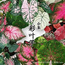�羳��؛�羳���~��N�Ӵ��~�����pɫ��N���ļ����Ի���ֲ��