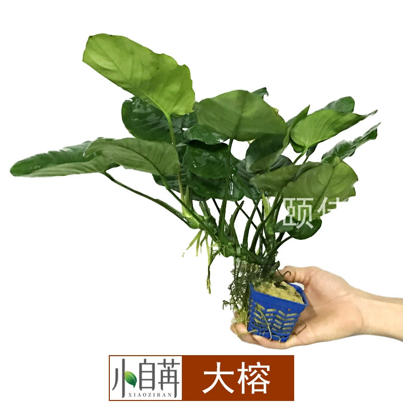 Big Banyan большой водный баньян водная трава жить оптом аквариум озеленение реальный водный аквариум декоративное украшение отрицательный Хорошо