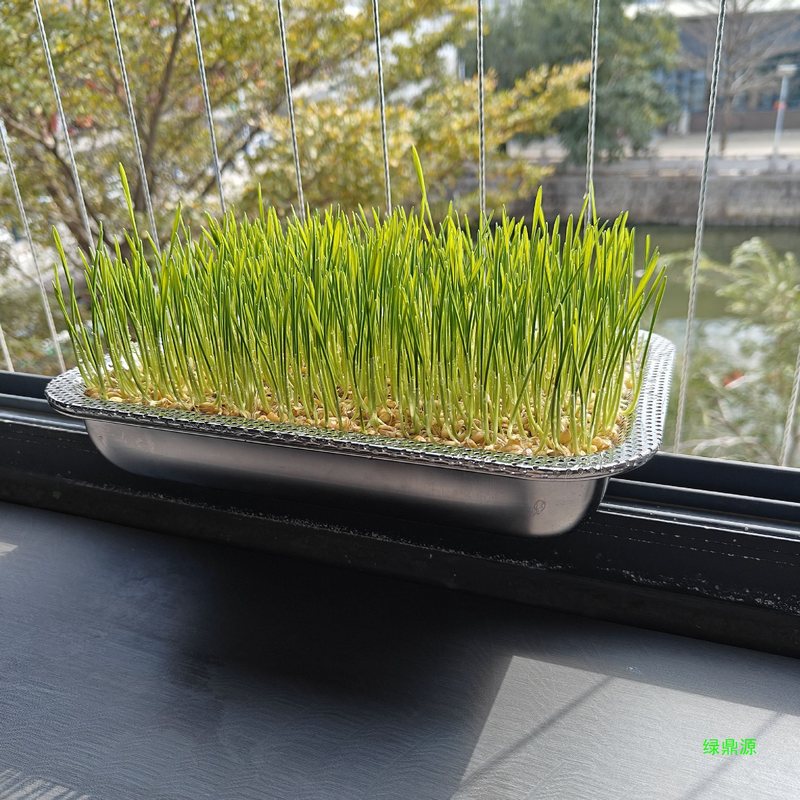 エンドウ豆の苗植えポット、小麦若葉、猫草トレイ、水耕発芽野菜植え、もやしトレイ、ステンレス野菜栽培|undefined