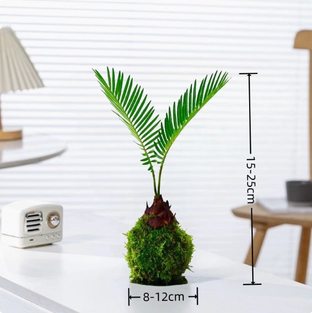 Musgo bola de junio nieve bonsai planta hidropónica acantilado modelado mini micro paisaje plantación verde de mesa interior pequeña maceta image 8