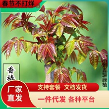 һ�����l�㴻��t���㴻�����㴺��Ę������r�����ʳ���㴺ѿ��