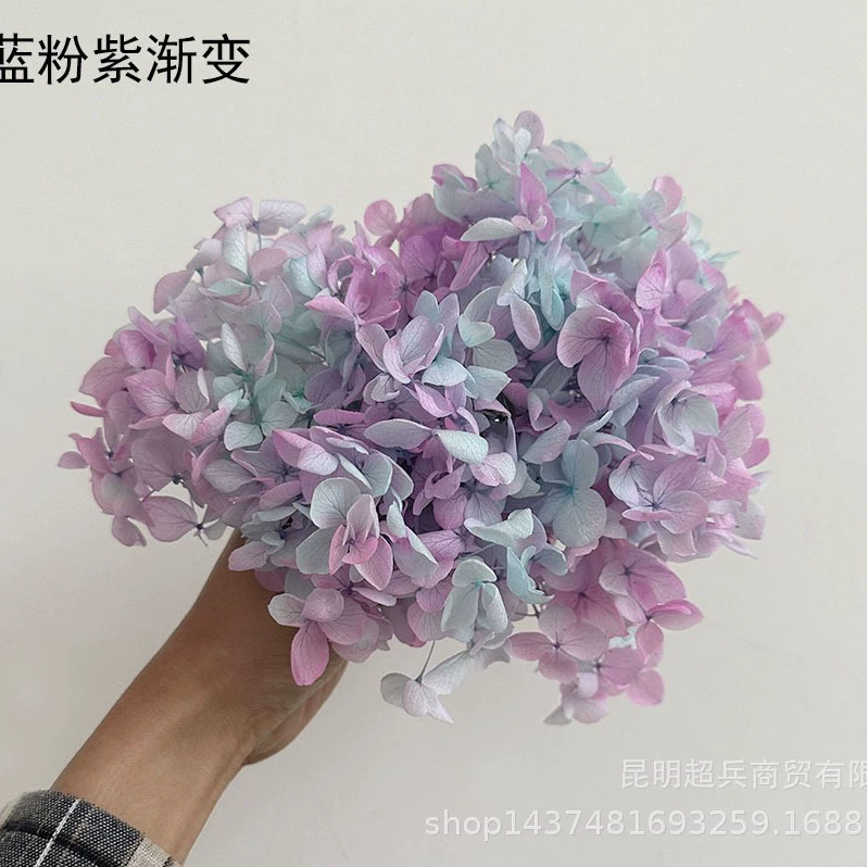 [Вечная Life Flower Hydrangea] Анна Градиентный цвет Лист Hydramid Книга цветов оптом DIY цветочная коробка материал для просмотра