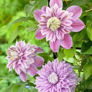 ���ҵĻ��@�F��ɏ����������sɪ�Ҟ����̨���@�༾�_������ֲ��