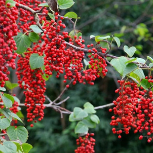 �������lɽͩ��С��  ɽͩ�Ә��� ��ɽ����o��������ľ